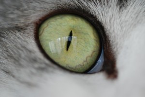 kattenoog cat-606711_1920