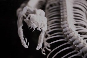 slang anatomy-20758_1920